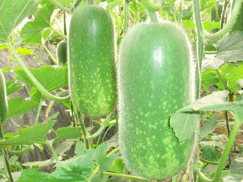 卫生间吃瓜事件图片大全