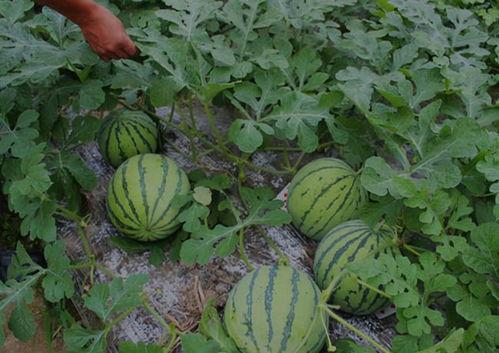 梧职吃瓜事件有结果了吗,梧职吃瓜事件调查结果揭晓