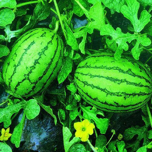 临朐最新吃瓜事件,揭秘最新网络热议事件背后的真相