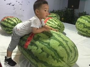 河南三门峡吃瓜事件,一场网络热议背后的真相与反思