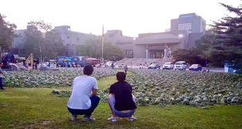 金乡吃瓜事件跳舞,舞蹈狂欢背后的社会现象解析