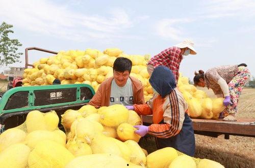 安徽近期热门吃瓜事件,揭秘近期热门吃瓜事件背后的真相