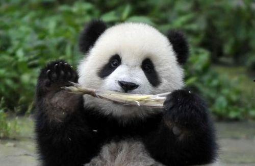 西安熊猫吃瓜事件