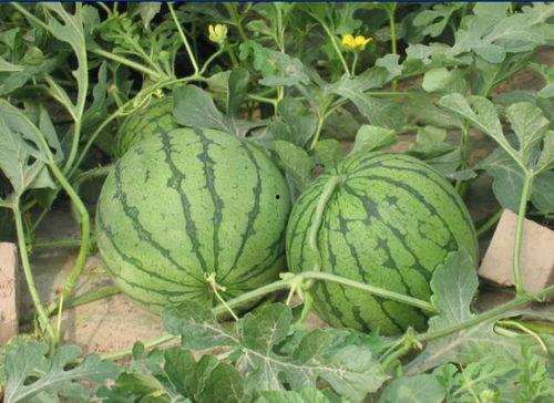 寿城西城吃瓜事件视频大全,视频大全揭秘惊人真相